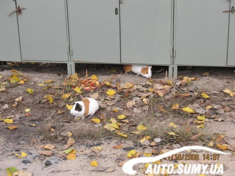 Изображение стороннего сайта Изображение стороннего сайта - http://www.auto.sumy.ua/sites/all/files/images/gallery_6634_356_188962.preview.jpg