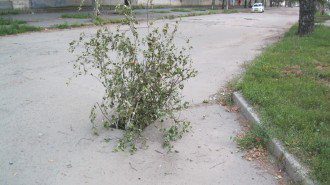 130820a 016.JPG