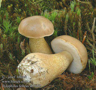 tylopilus_felleus_ab5662.jpg