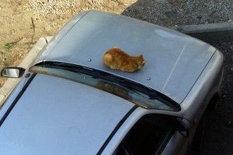 Кот на капоте 