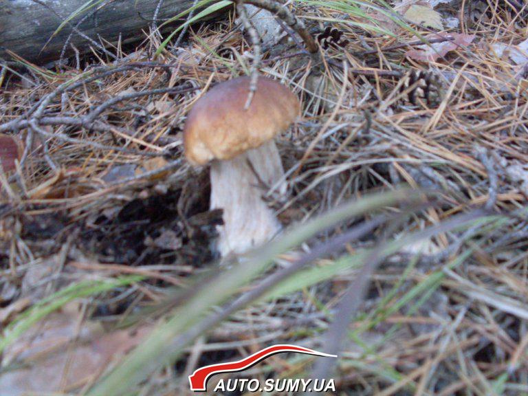 Боровенька 11.09.12г
