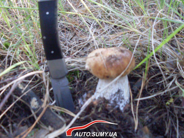Боровенька 11.09.12г