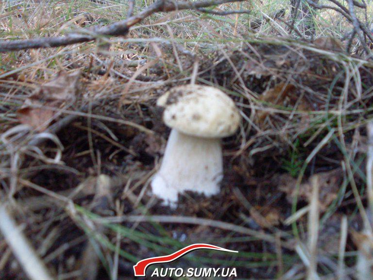 Боровенька 11.09.12г