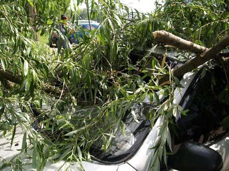 В Сумах возле «Евробазара» дерево упало на три машины